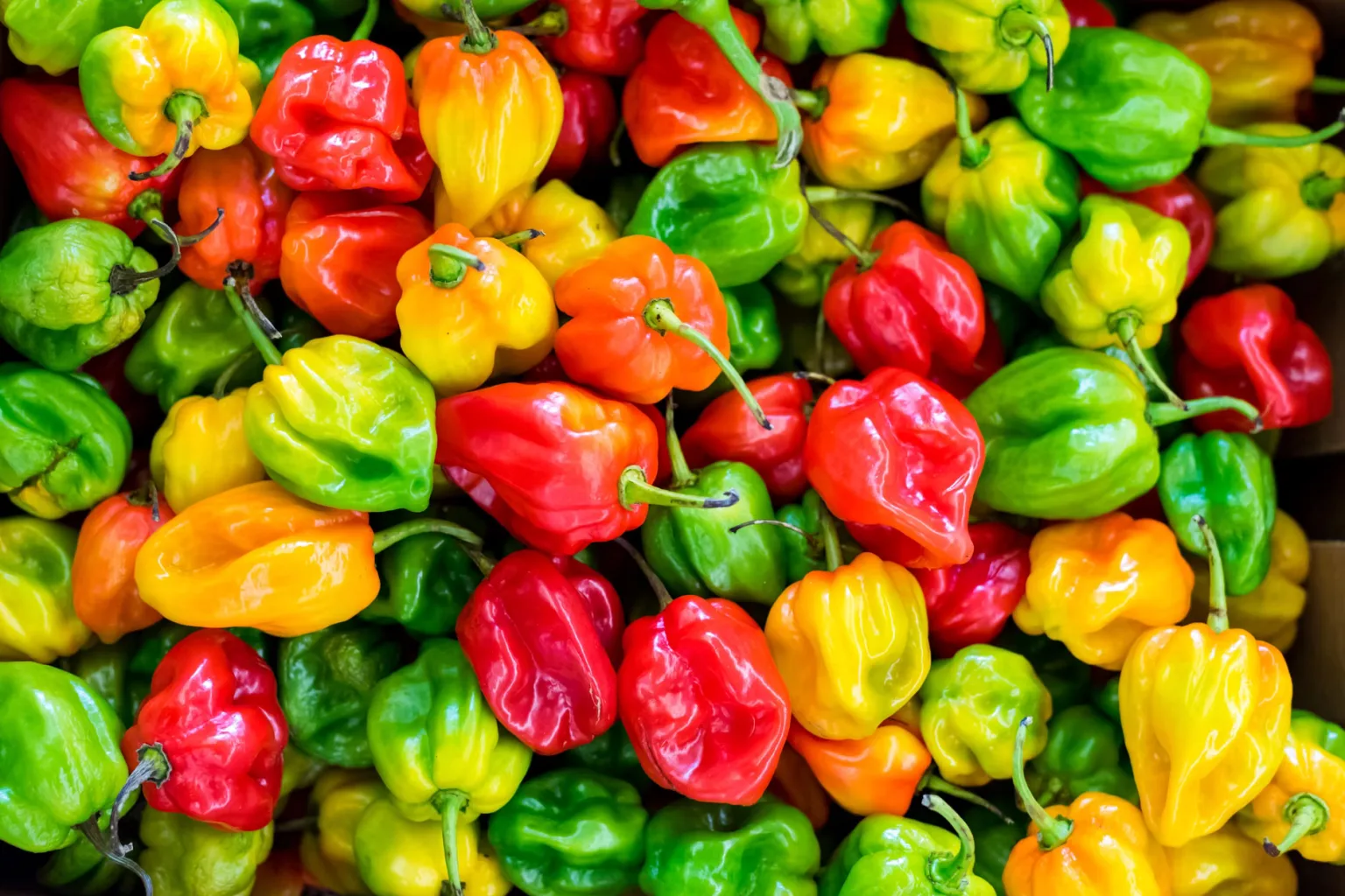 Habanero-Chili