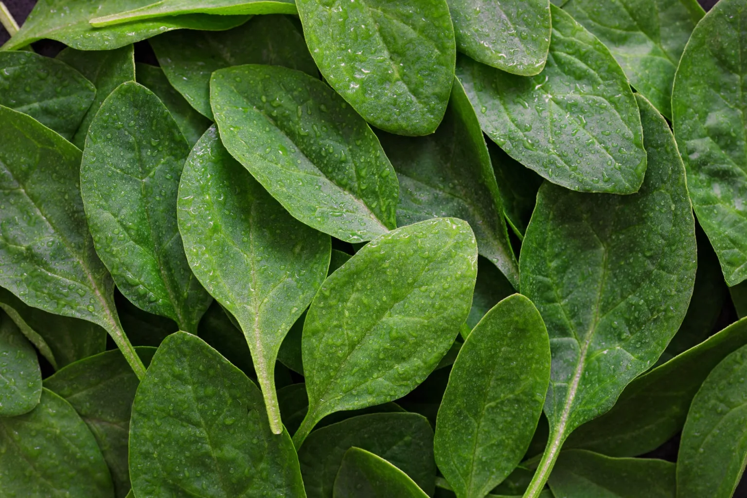 Fresh spinach leaves
