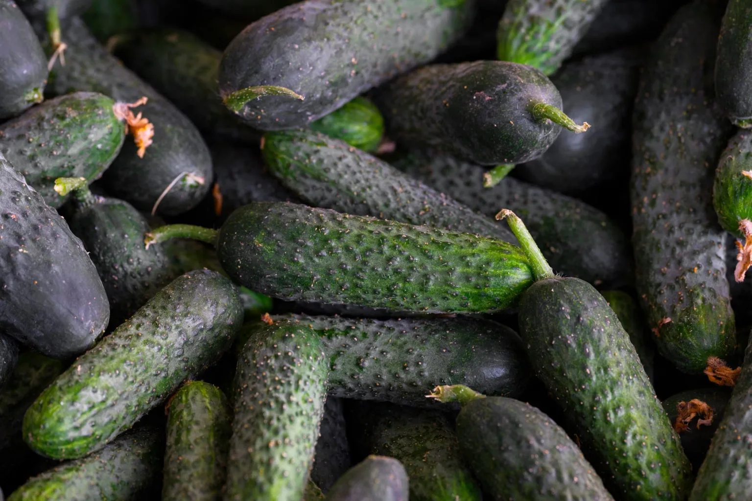 Pepino-persa