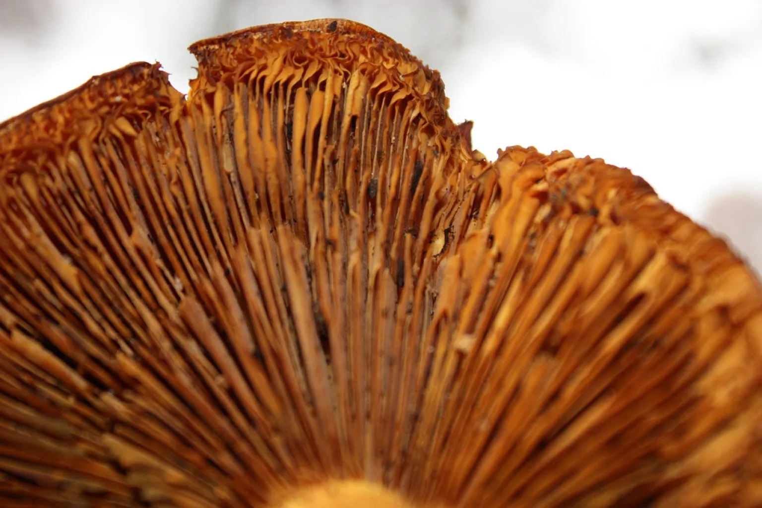 Funghi