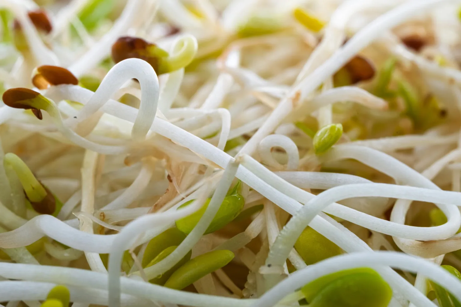 Bean sprouts