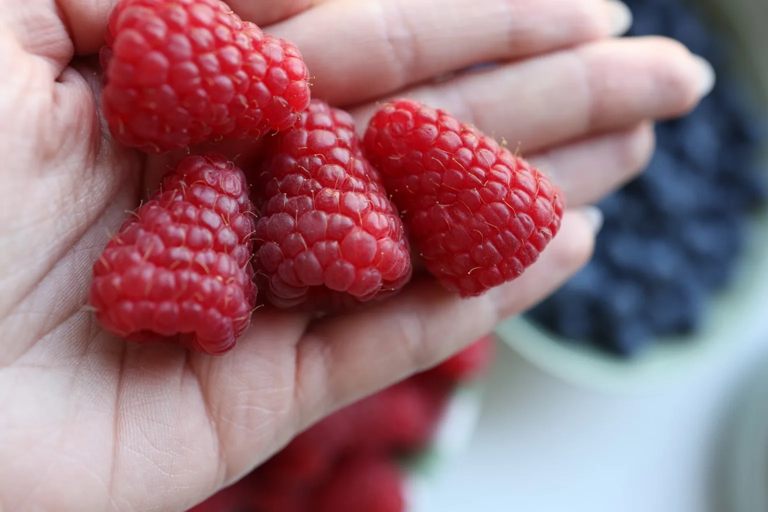 Frische Himbeeren