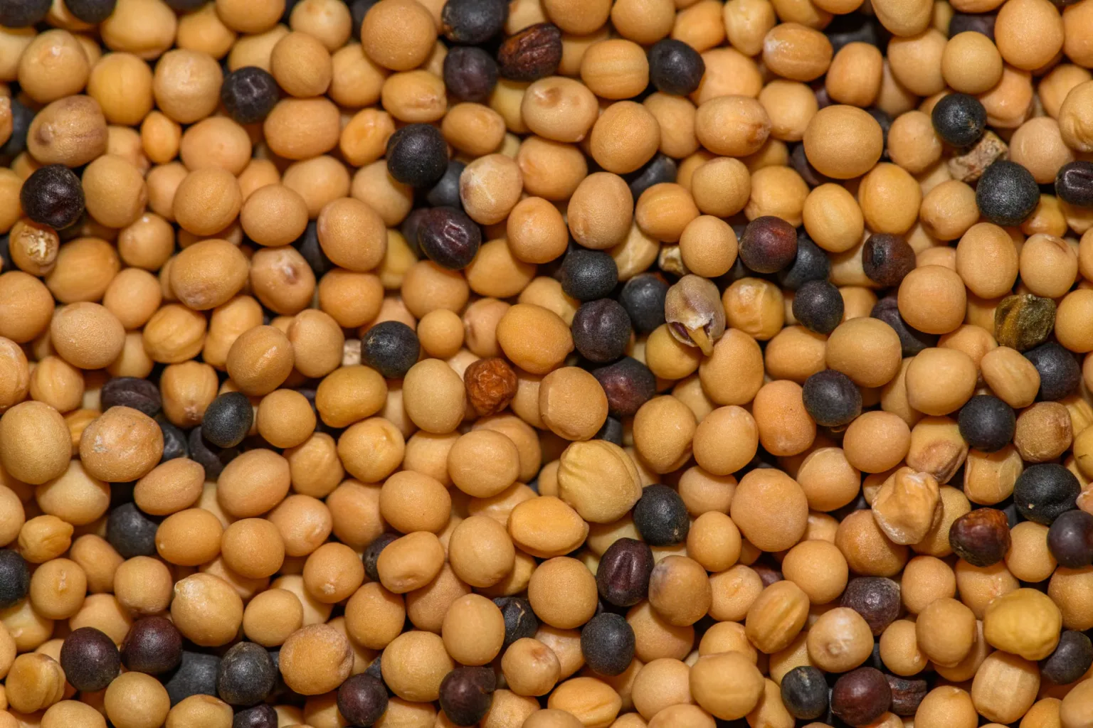 Yellow mustard seeds