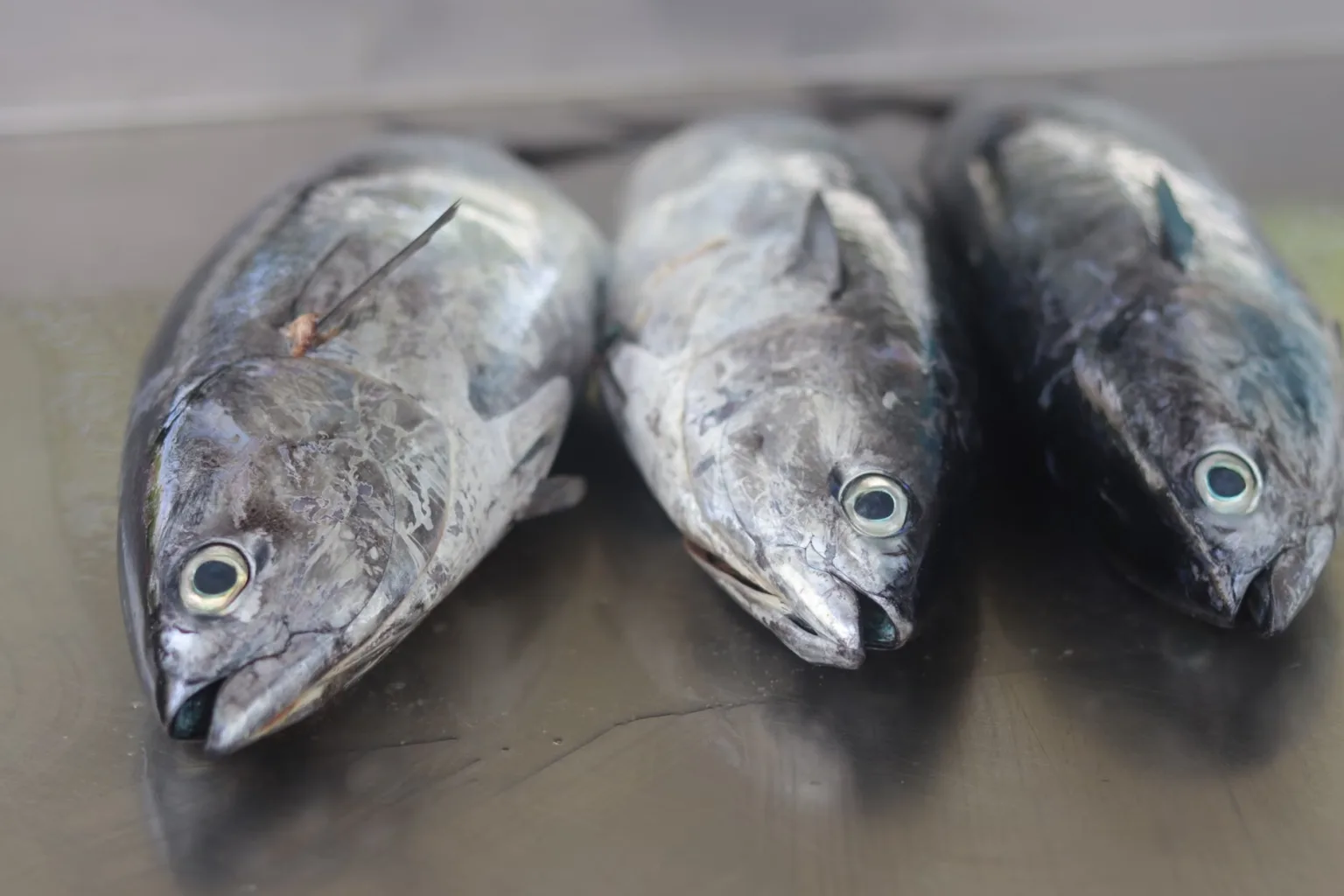 Cleaned mackerel