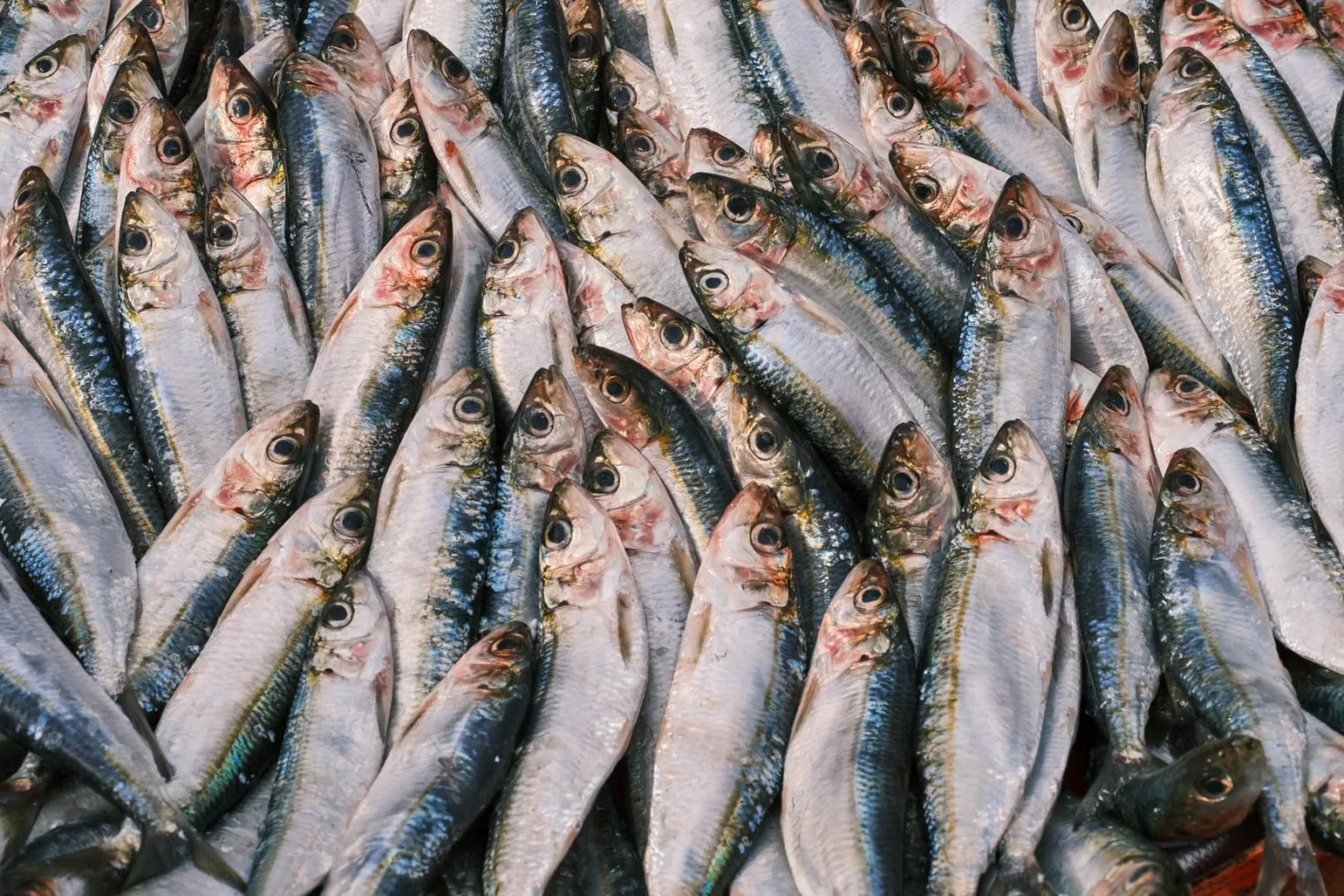 Sardinas frescas