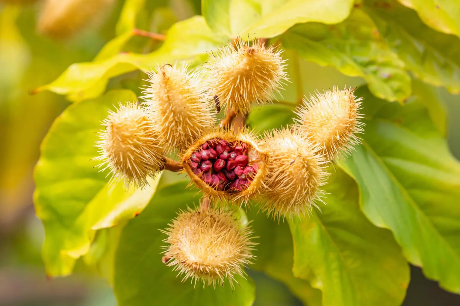 Achiote