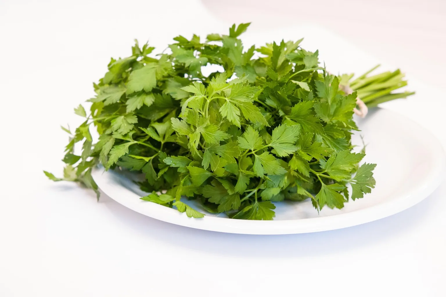 Perejil de hoja plana