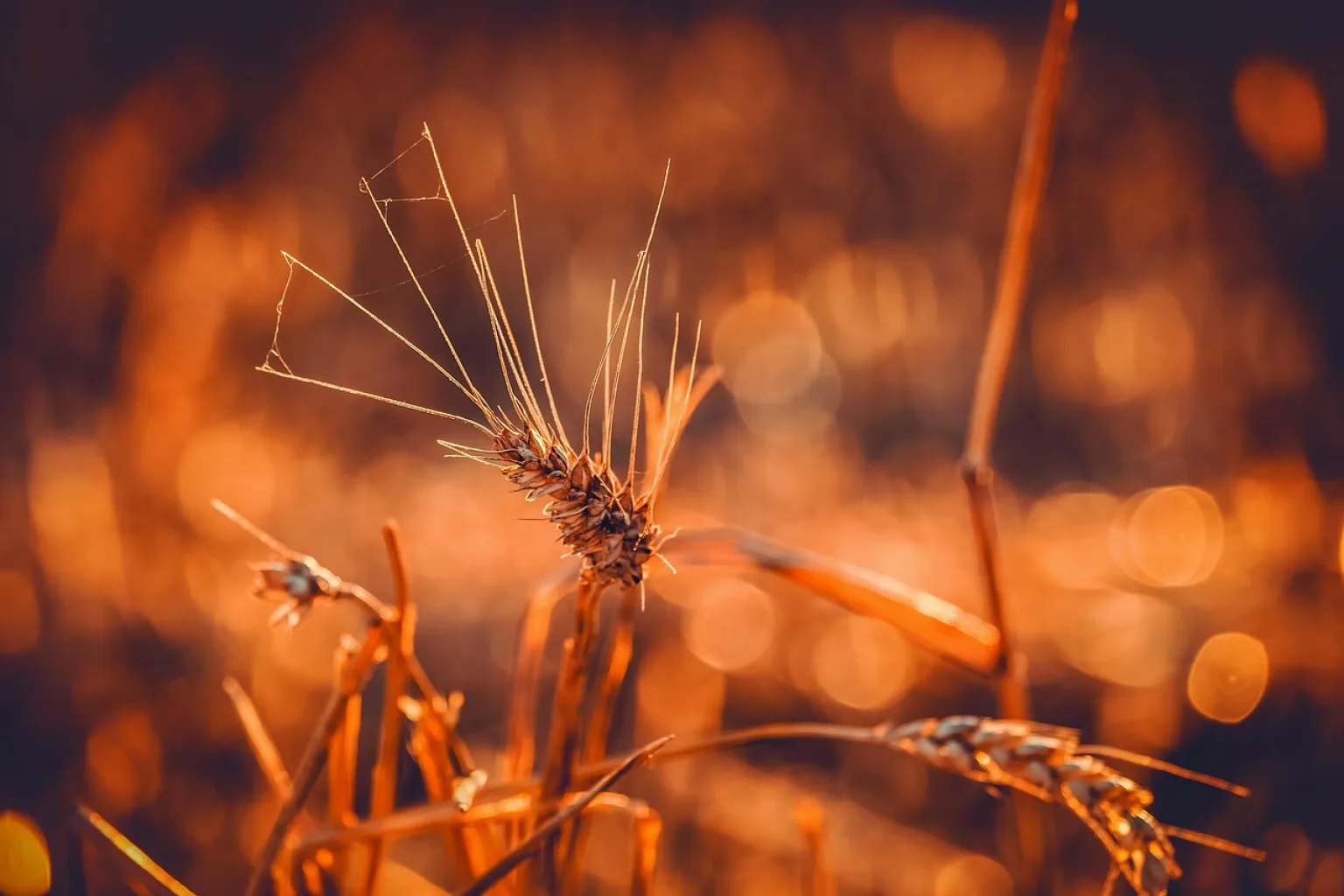 Semola fine di grano duro