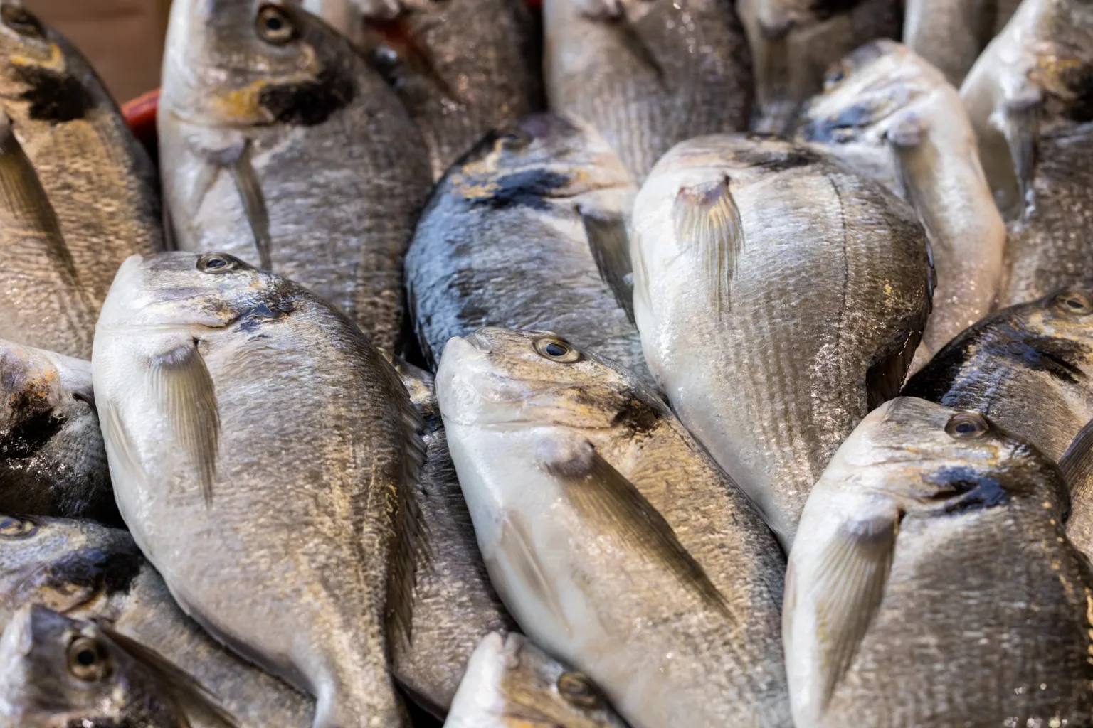 Assorted rock fish