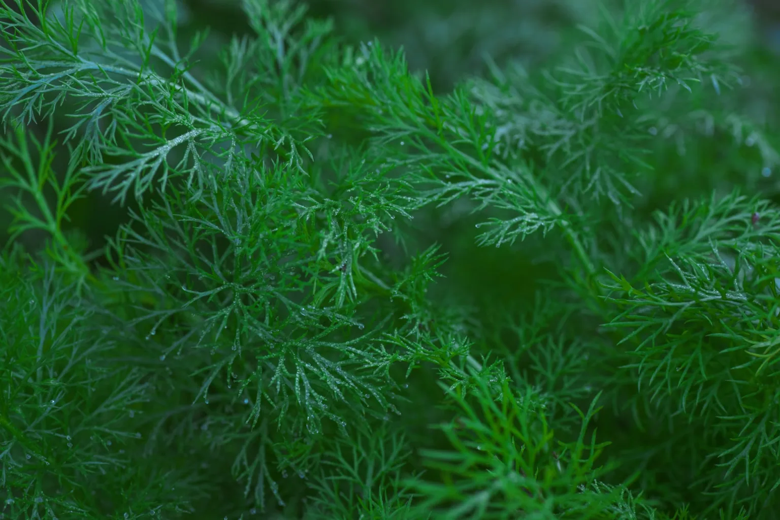 Fresh parsley or dill