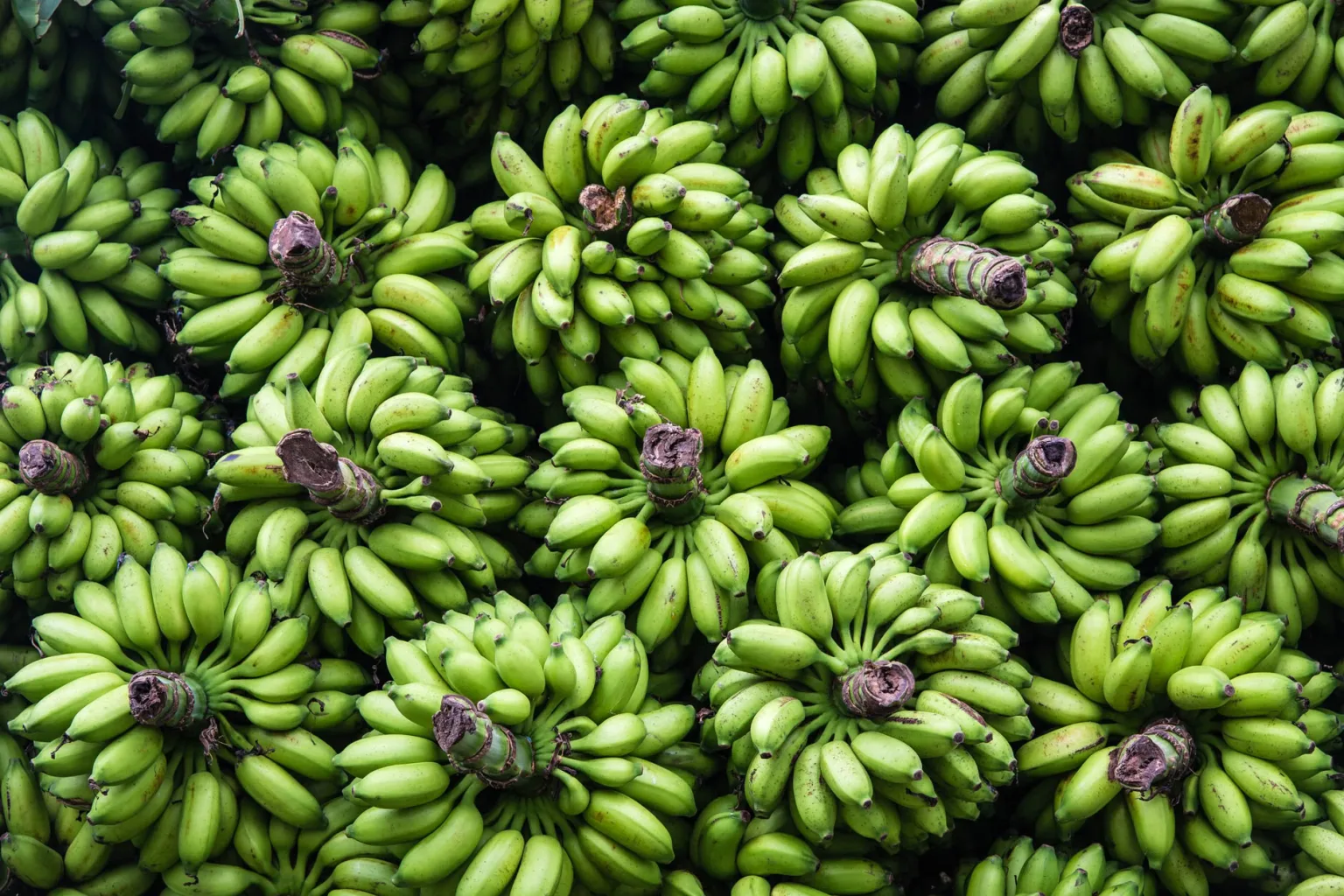 Plátanos verdes