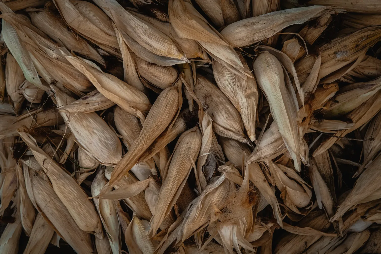 Feuilles de maïs séchées