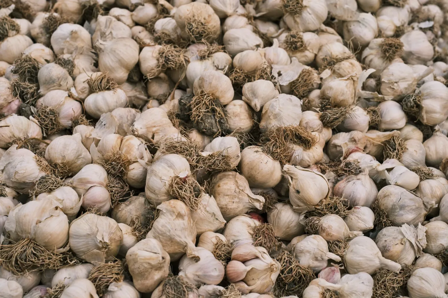 Testa d’aglio