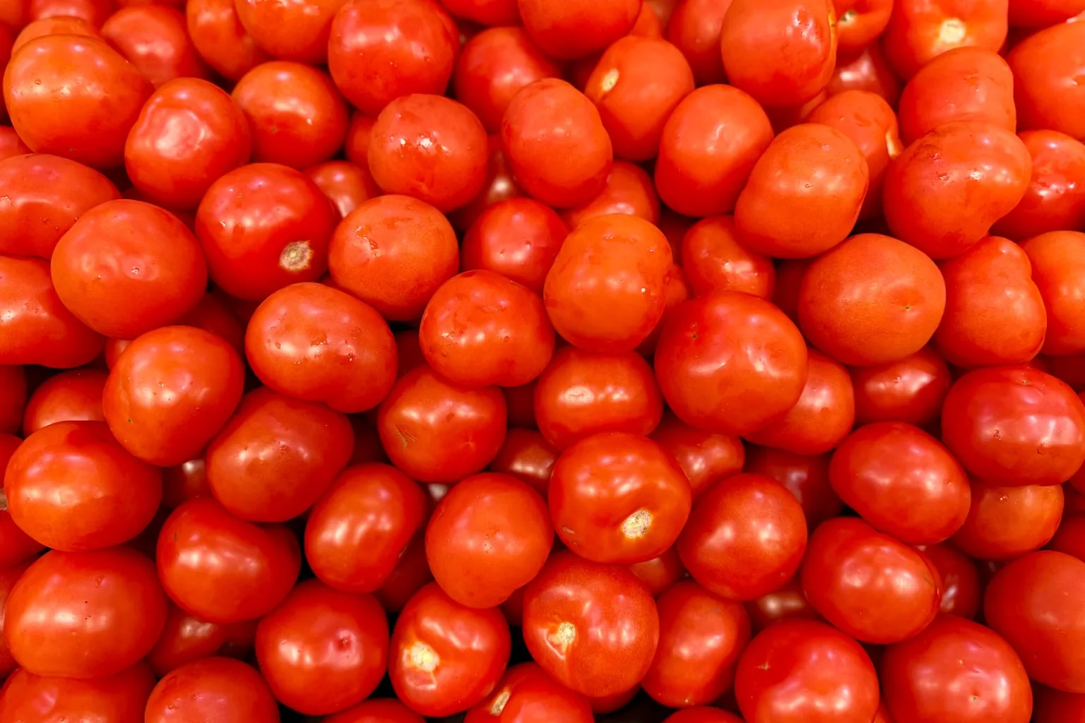 Medium red tomatoes