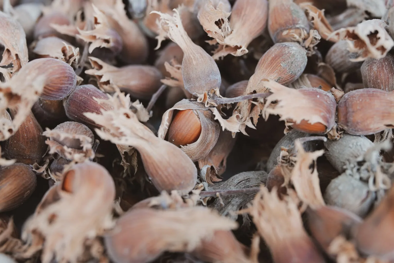 Nocciole