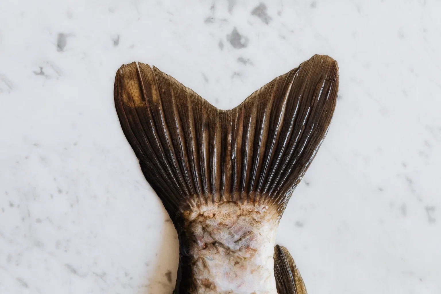 Festes weißes Fischfilet