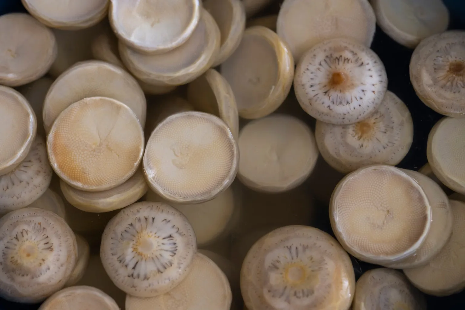 Agua para el fungi