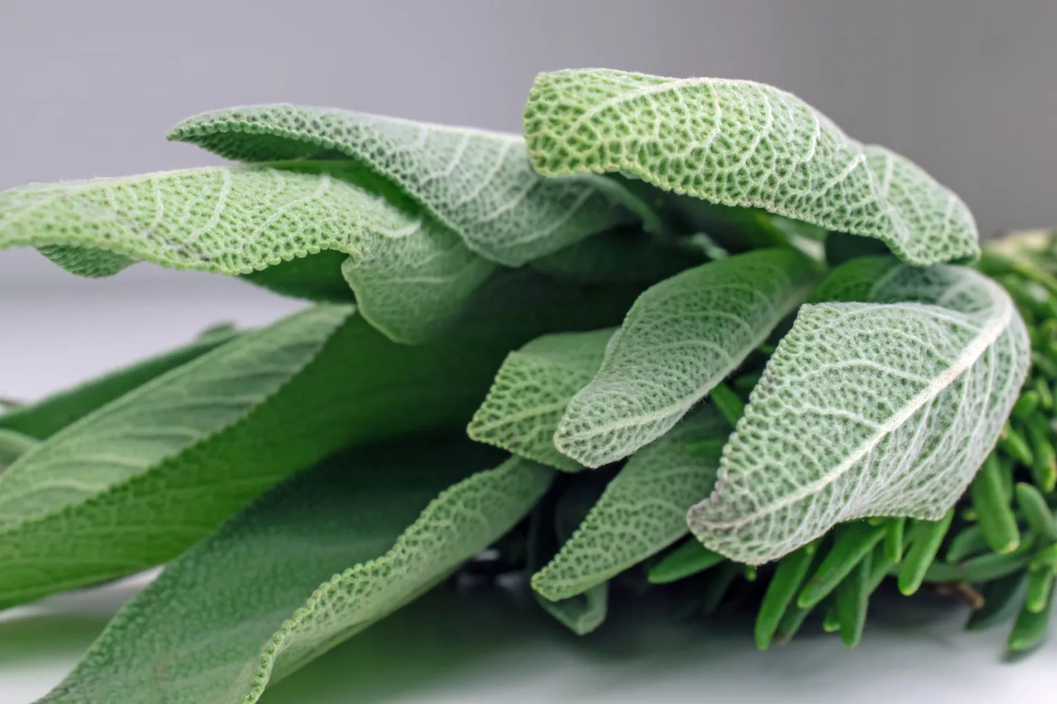Salvia fresca