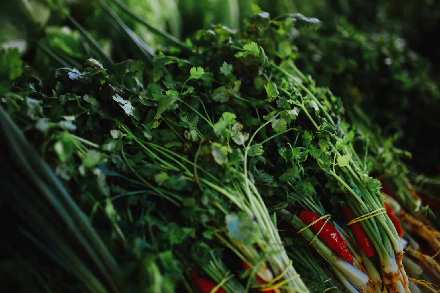 Cilantro fresco