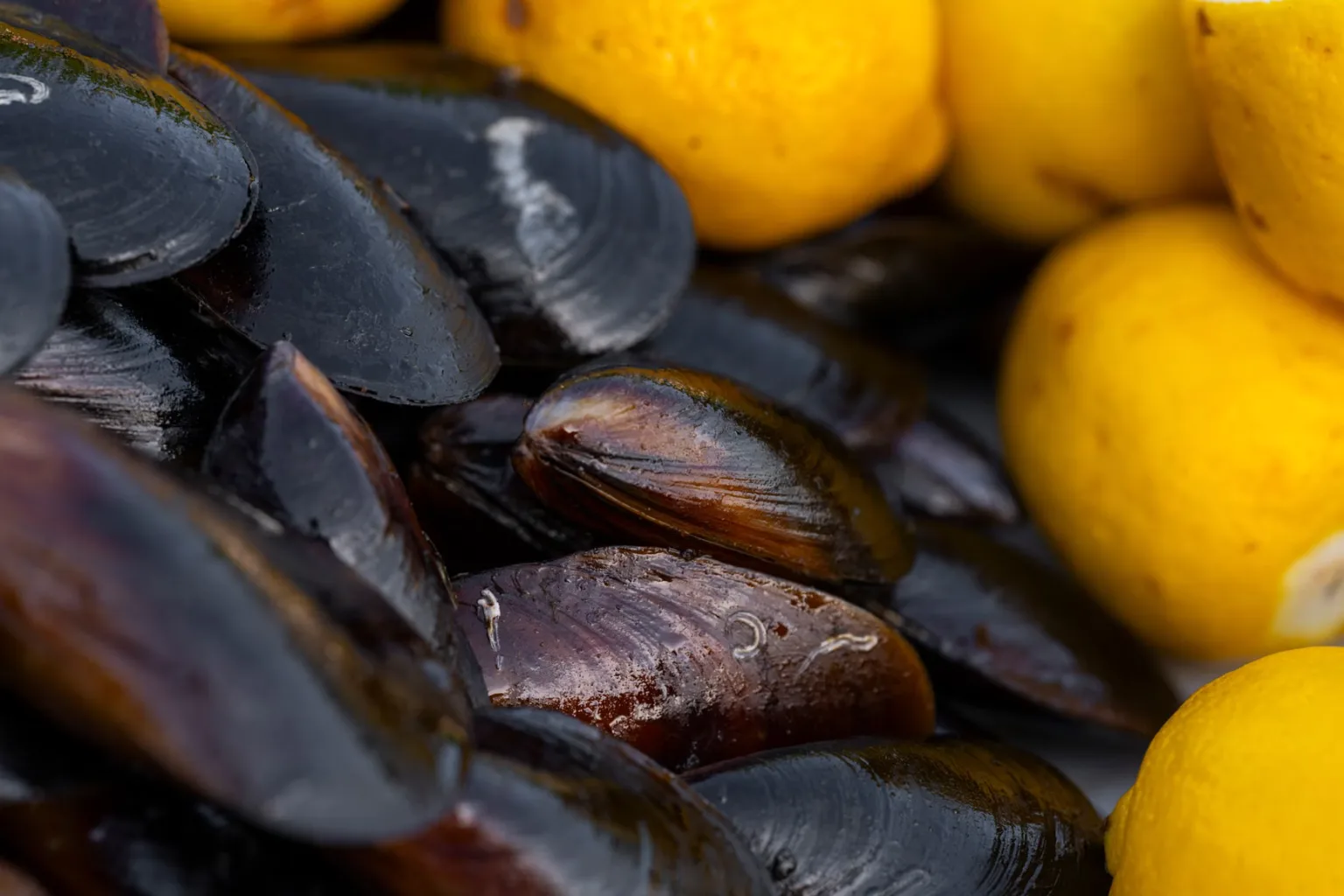 Mejillones
