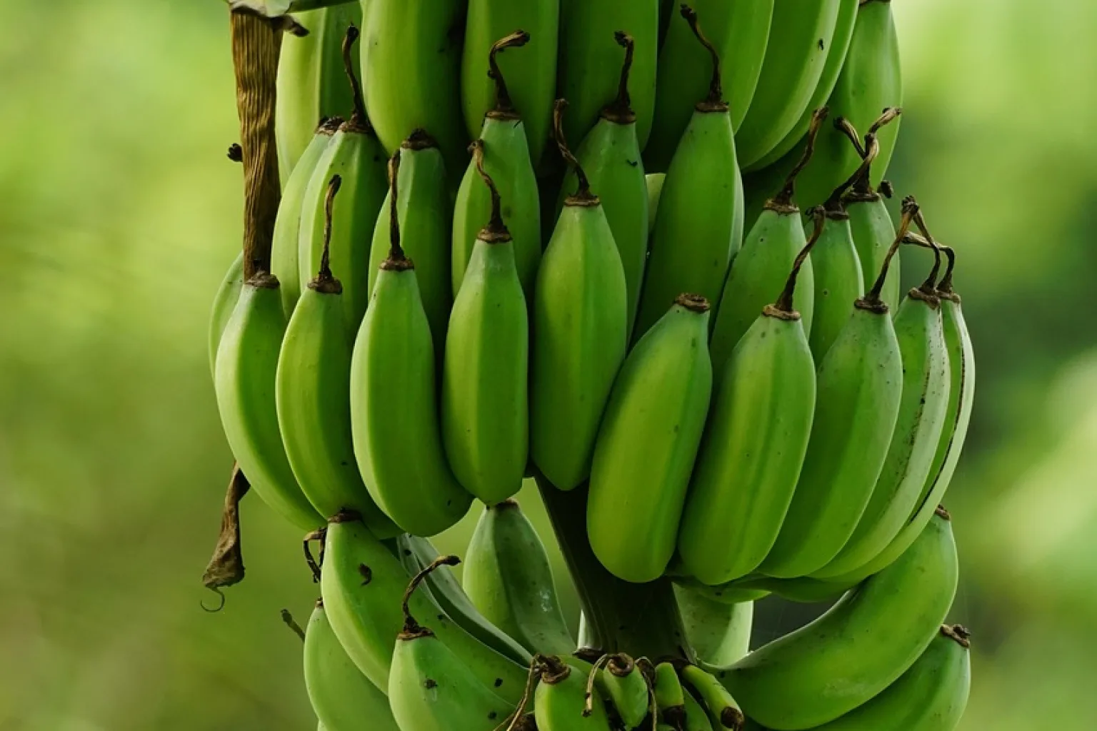 Plátano algo verde