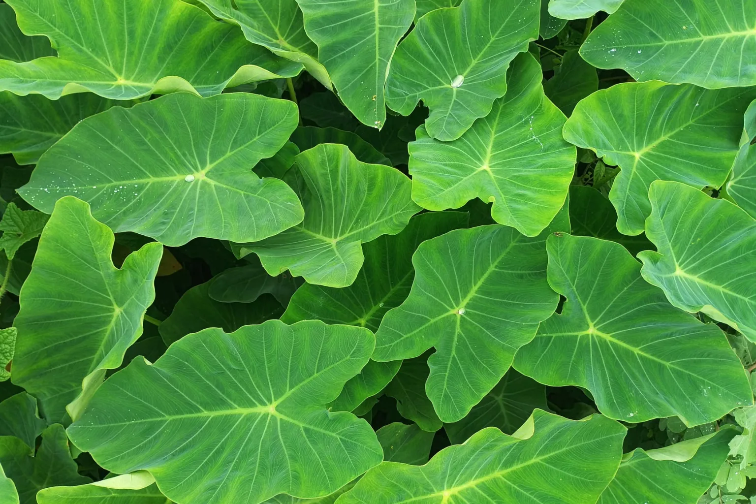 Taro leaves