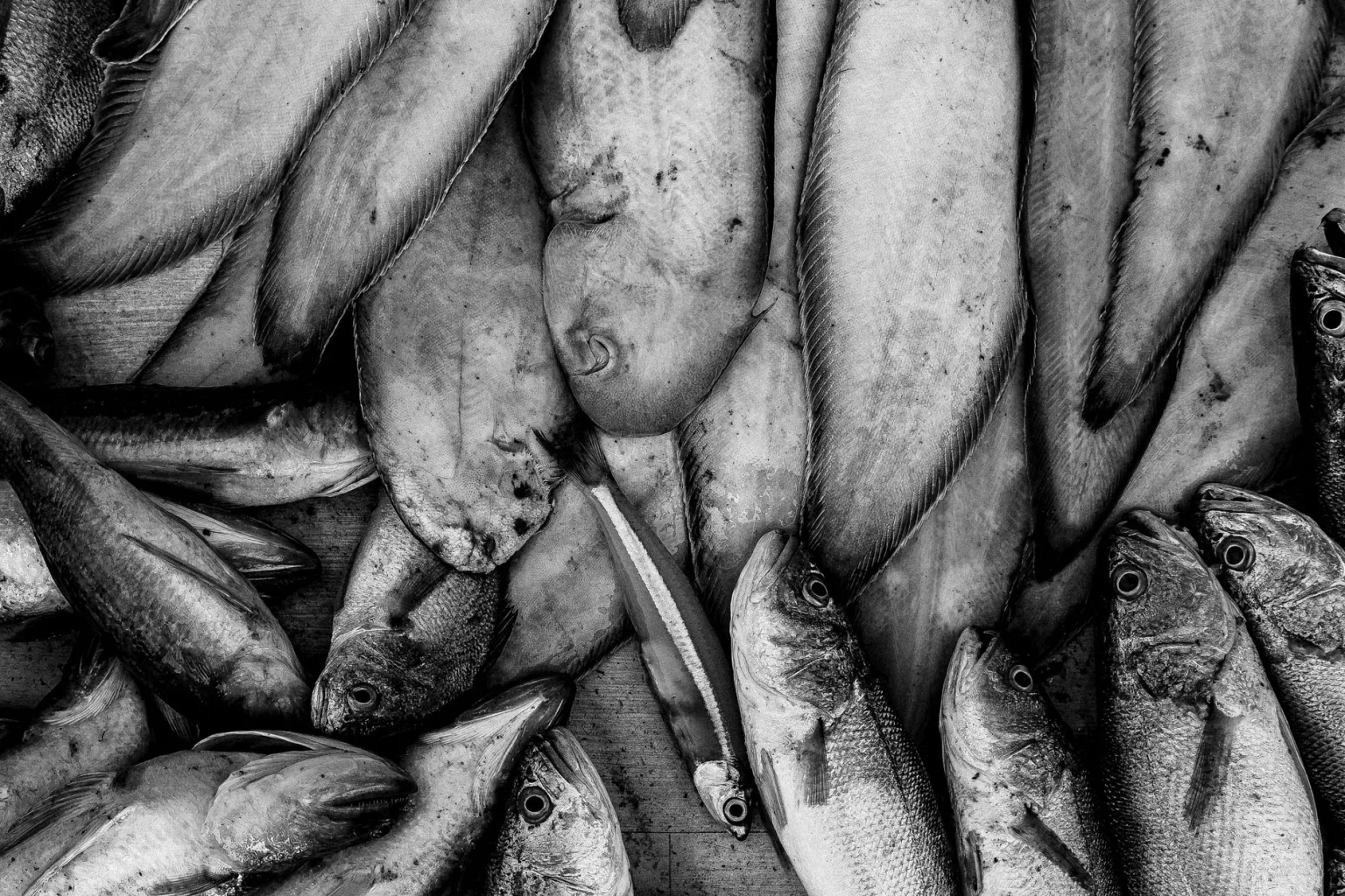 Pescado de roca variado (al menos 4 especies)