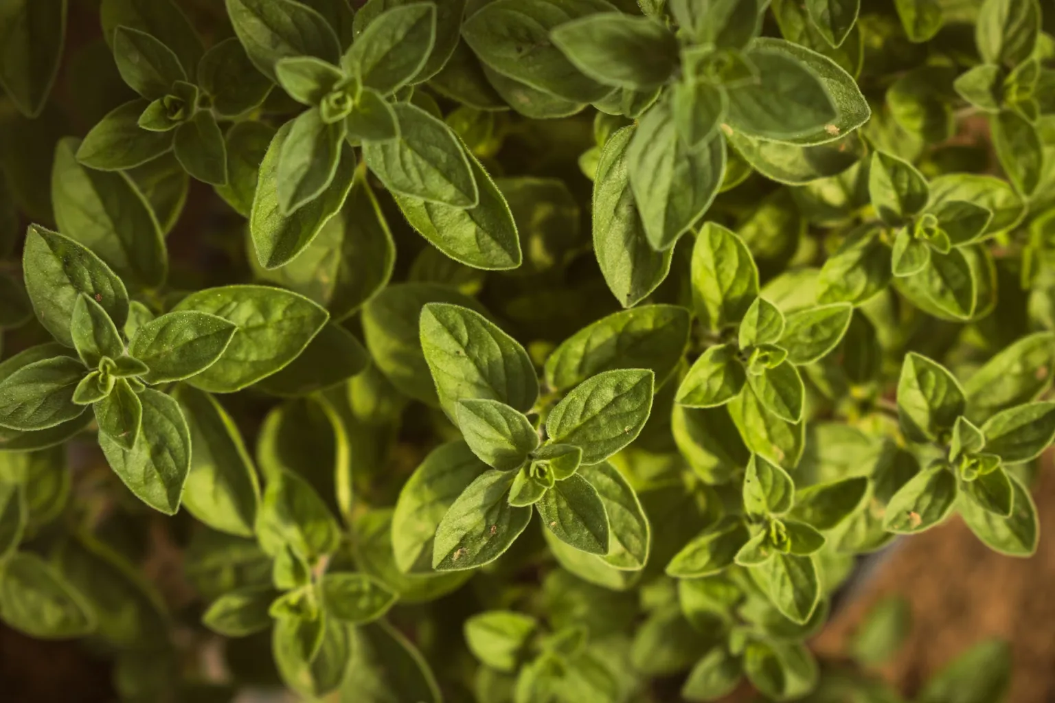 Dried oregano