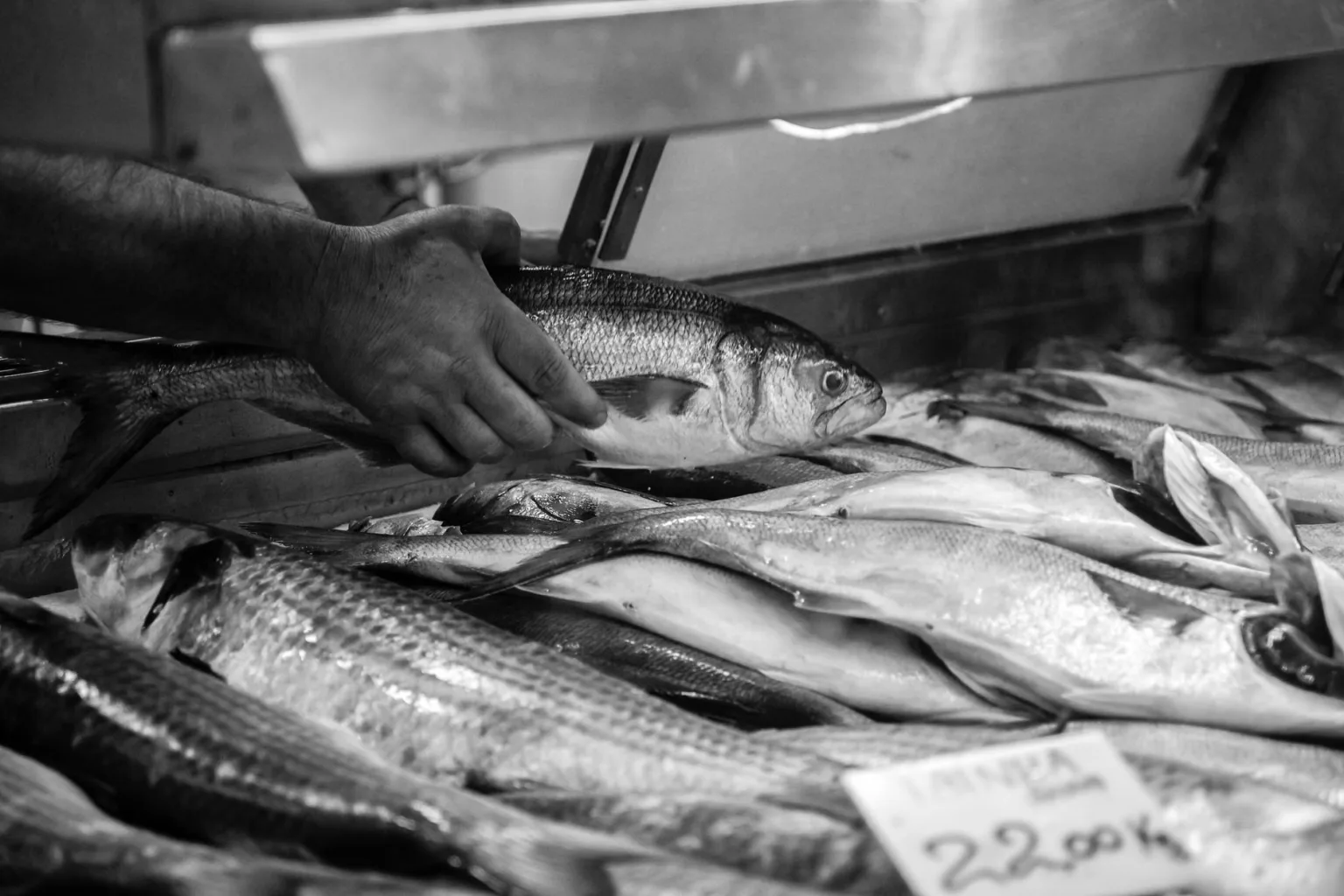 Pesce bianco sodo