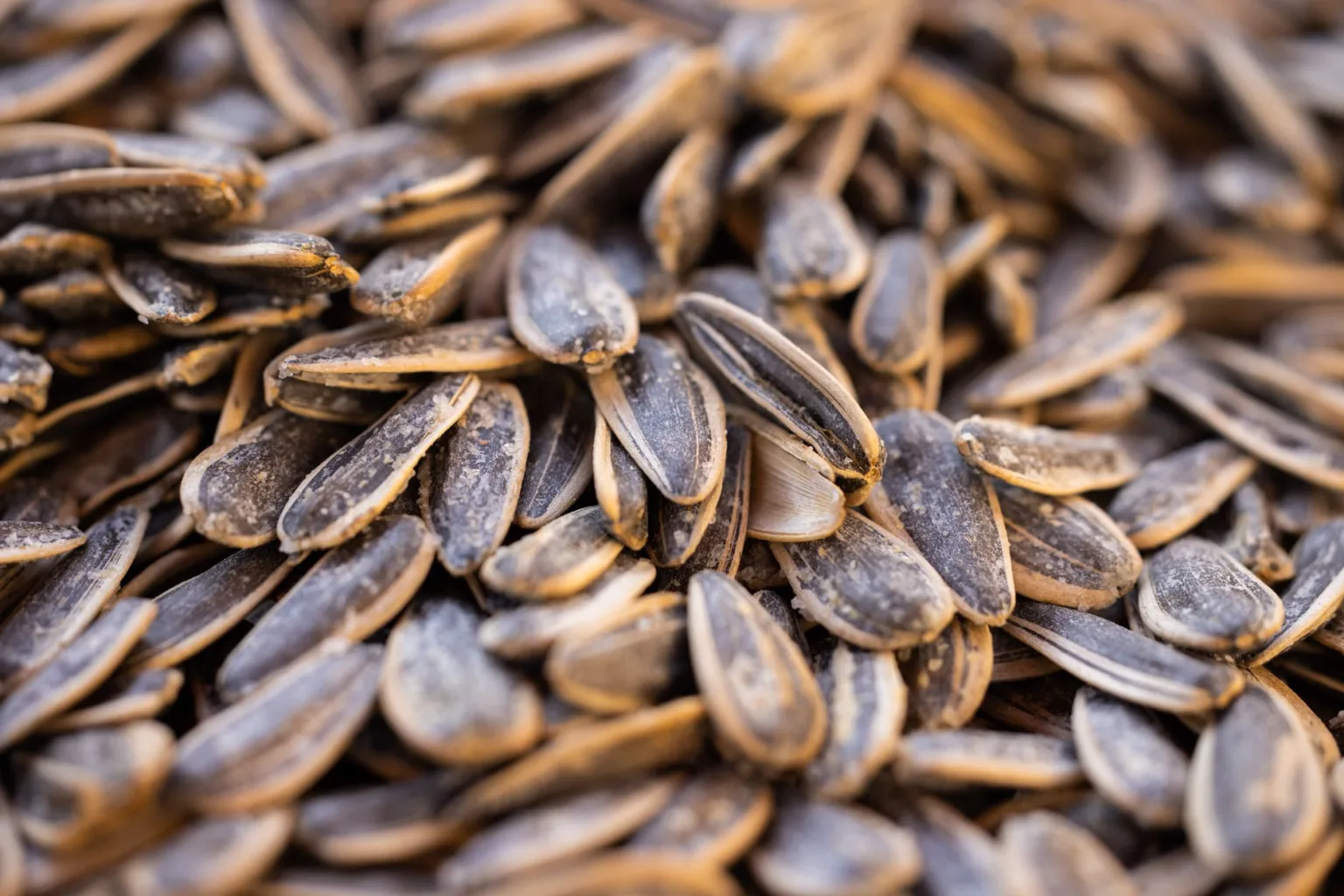 Canola or sunflower oil