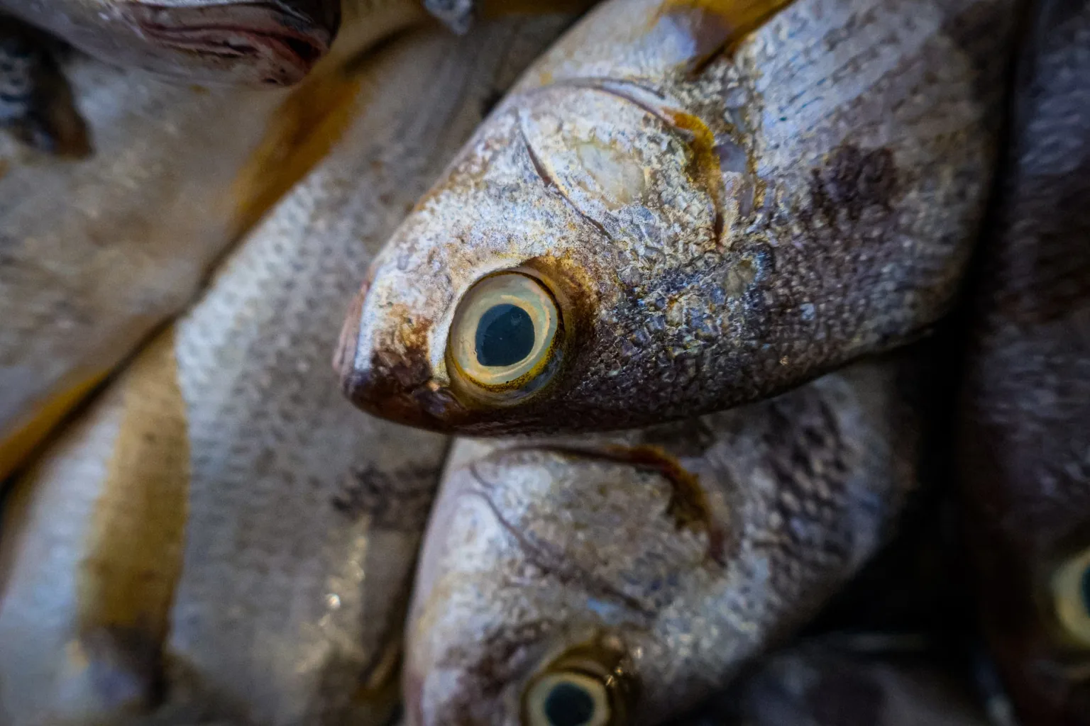 Weißer Fisch mit Kopf