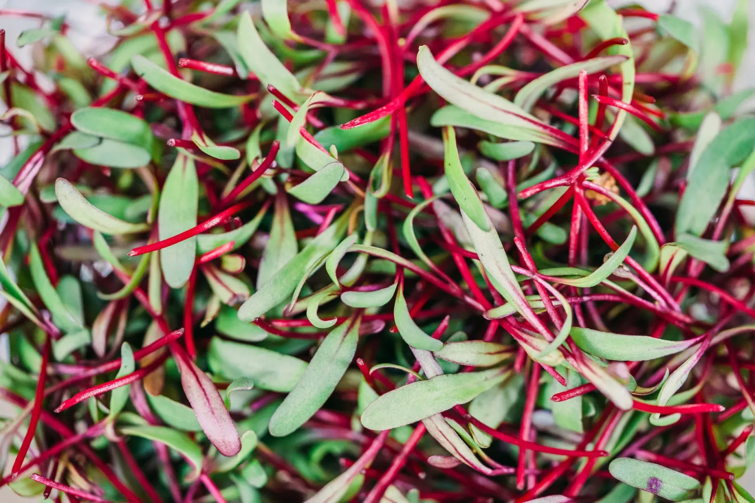 Beetroot