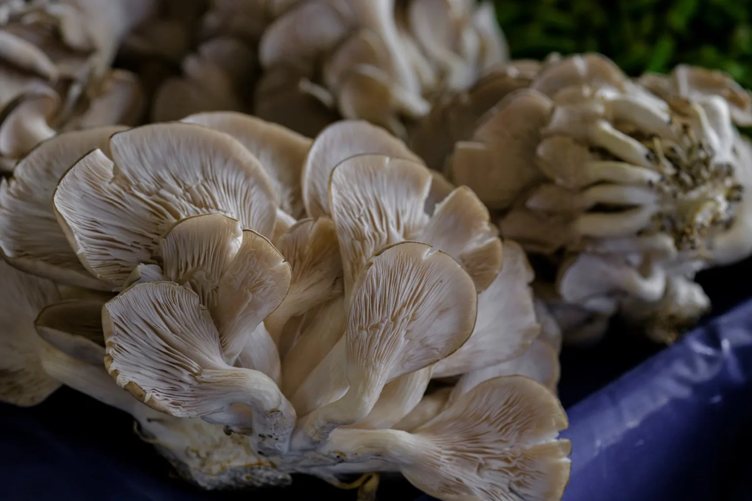 Funghi ostrica