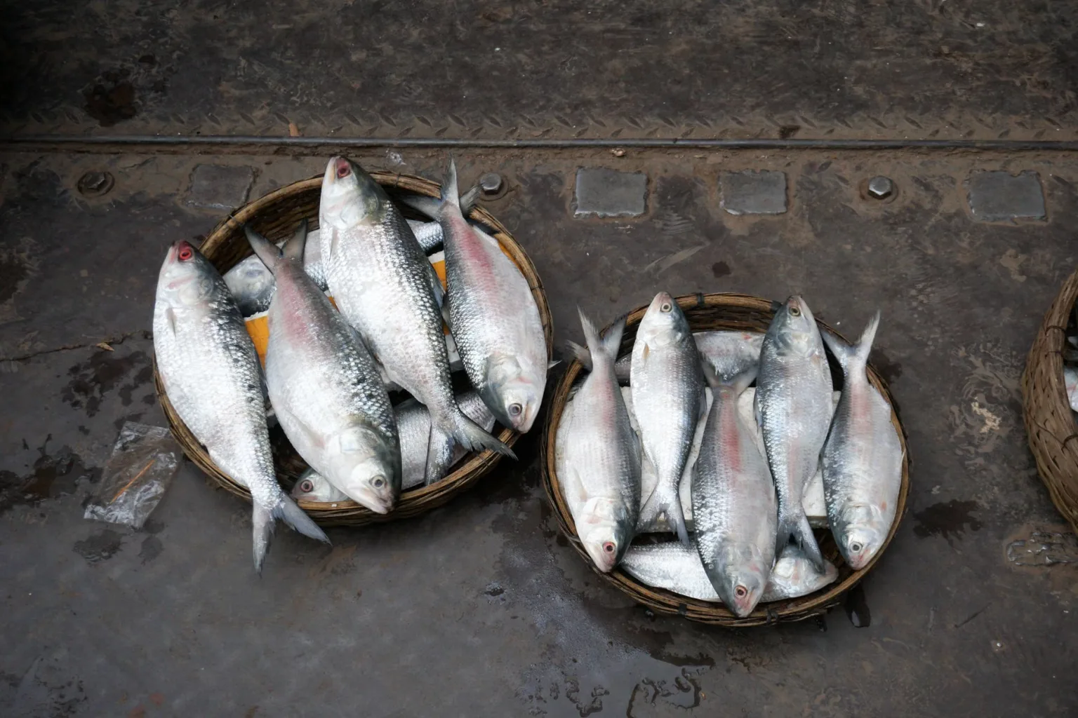 Hilsa steaks