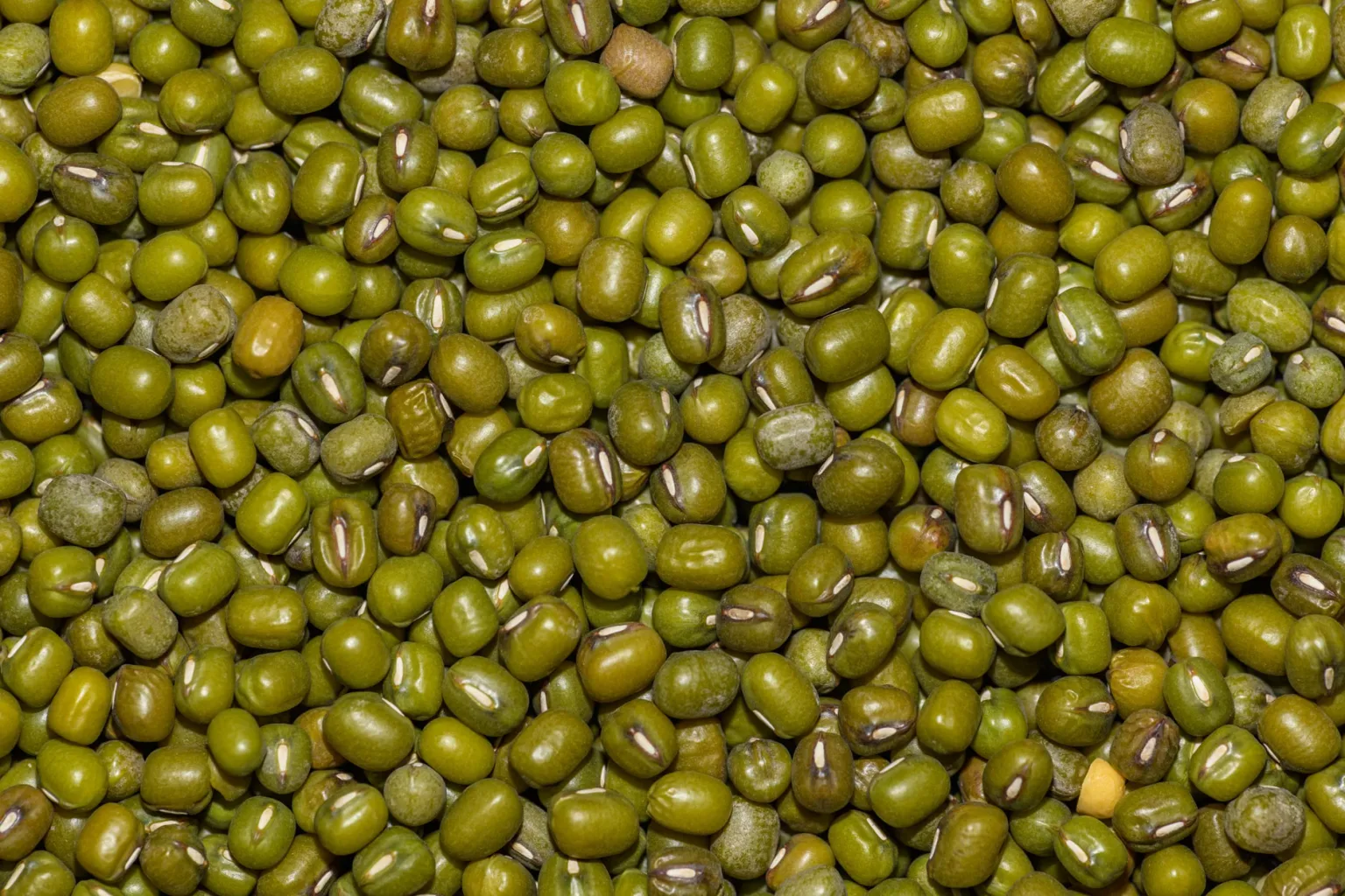 Frijoles rojos secos