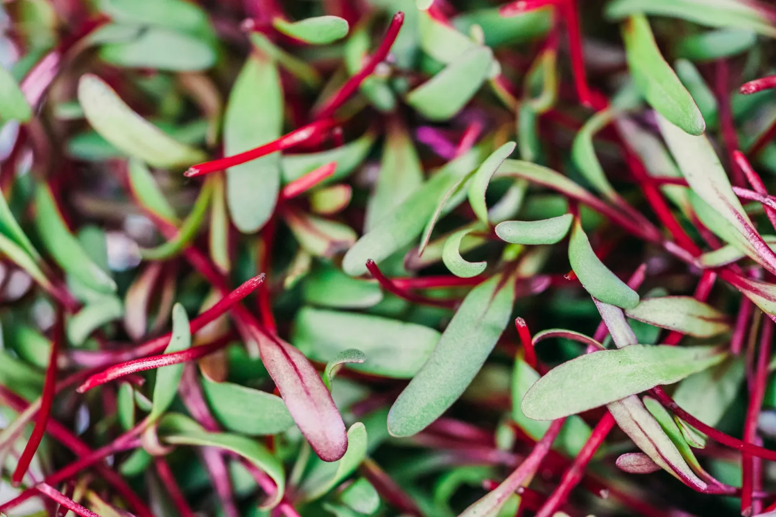 Cooked beetroot