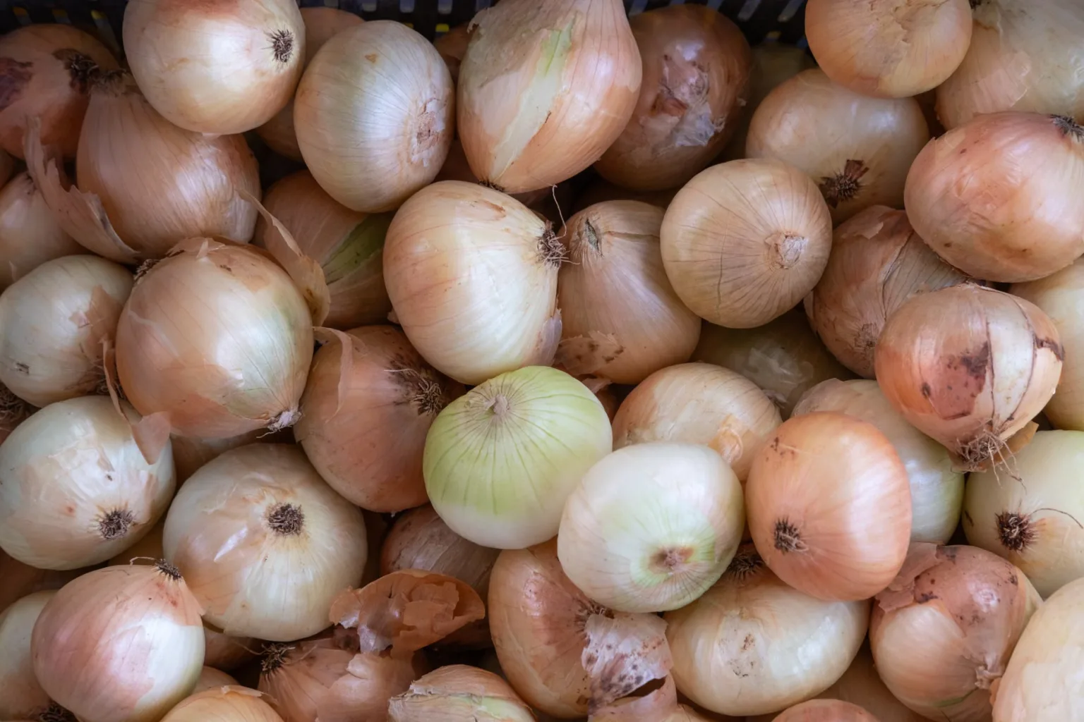 Cipolle gialle