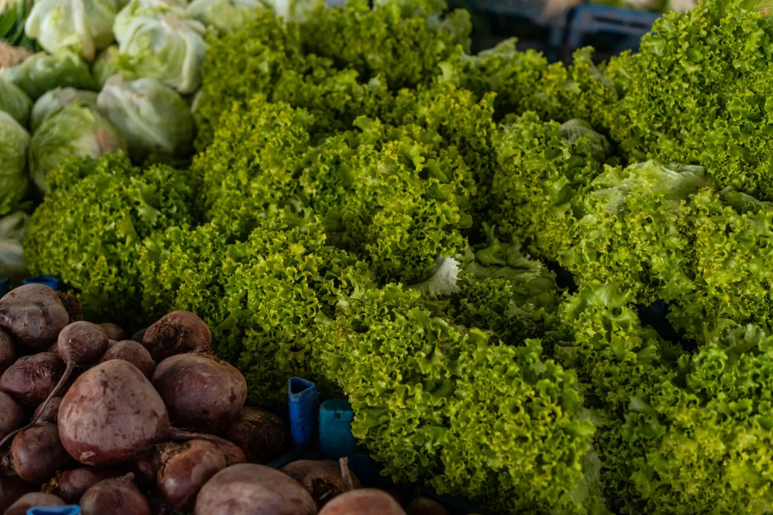 Lechuga